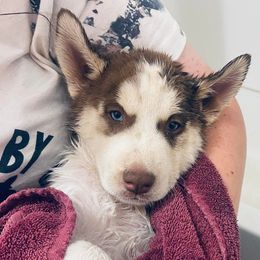 Siberian Husky Puppies from Siberian Huskies-Beckham the Great