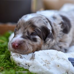Girl 1 - female Bordoodle puppy in Tillamook, Oregon from Oregon Bordoodles