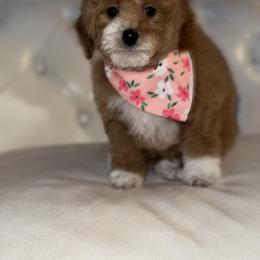 Bernedoodle, Cavapoo, Goldendoodle, Miniature Schnauzer, and Poodle Puppies from Pet Inn Xxweetdoodles