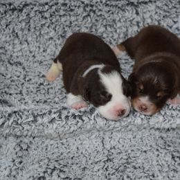 Australian Shepherd Puppies from Faith Built Ranch