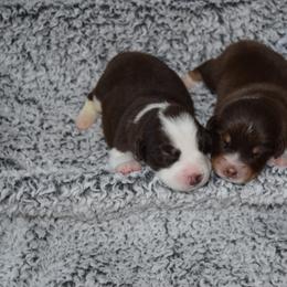 Australian Shepherd Puppies from Faith Built Ranch