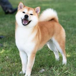Kai - Shiba Inu