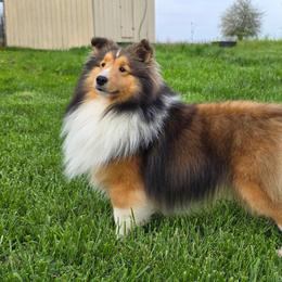 King - Shetland Sheepdog