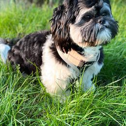Shih Tzu Puppies from The Anderson Farms Kennel