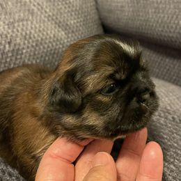Shih Tzu Puppies from Pilgrim Shih tzu