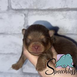 Frost - Chocolate and tan male Pomeranian puppy in Perry County, Ohio from Speechless Pom’s