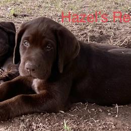 Labrador Retriever Puppies from North Star Retrievers