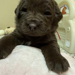 Blue Male - Brown male Newfoundland puppy in Pottstown, Pennsylvania from Latin of Course Newfoundlands