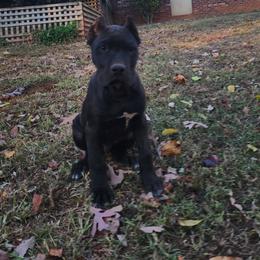 Fortune Star You Rang Lurch - Black male Cane Corso puppy in Thaxton, Virginia from Fortune Star Ultimate K9s