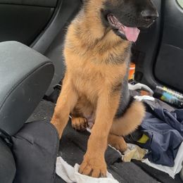 German Shepherd Puppies from Haus of Beautiful Chaos German Shepherds