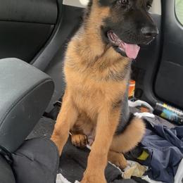 German Shepherd Puppies from Haus of Beautiful Chaos German Shepherds