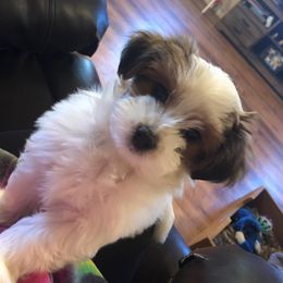 Havanese Puppies from Sandy’s Havanese
