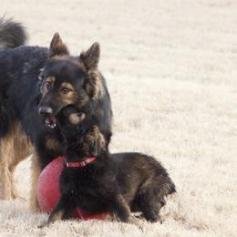 German Shepherd Puppies from Journey's German Shepherds (Kennel Vom Himmel)