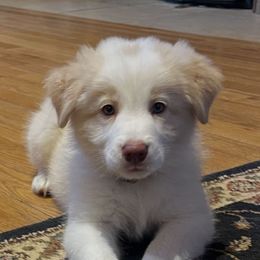 Pasta - Gold male Border Collie puppy in Mt. Jackson, Virginia from Timeless Border Collies