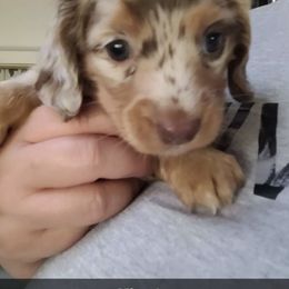 Girl 1 - Chocolate and tan Dachshund puppy in Homosassa, Florida from Foxies Doxies