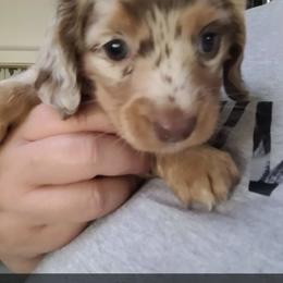 Girl 1 - Chocolate and tan Dachshund puppy in Homosassa, Florida from Foxies Doxies