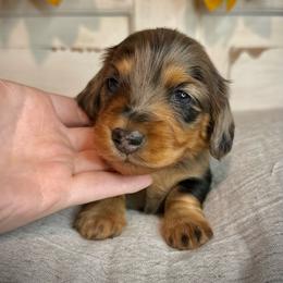 Dapple Girl (No Collar) - Dapple female Dachshund puppy in North Port, Florida from Jessica Louise Dachshunds