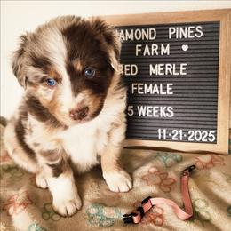 Coral - Red merle female Australian Shepherd puppy in Camp Verde, Arizona from Diamond Pines Farm