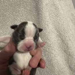 Boy 1 - Blue male Boston Terrier puppy in Howell, New Jersey from Bill's Boston Babies