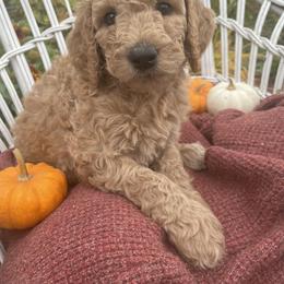 Poodle Puppies from Wilks Pups