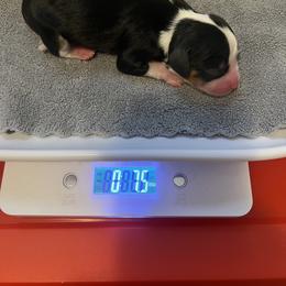 Girl 4 - female Cavalier King Charles Spaniel puppy in Holland, Michigan from Noble Dog Co.