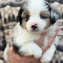 Frito - Blue merle male Toy Australian Shepherd puppy in Riverton, Utah from Iron Spirit Homestead & Aussies