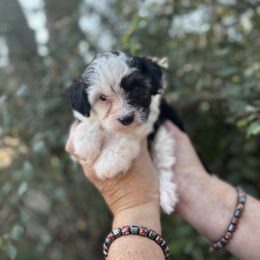 Aussiedoodle, Miniature Australian Shepherd, Poodle, and Toy Australian Shepherd Puppies from Mowry Creek Mini Aussiedoodles and More