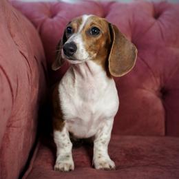 Minty Zaki - Piebald female Dachshund puppy in Temecula, California from Naomi Magee's Dachshund Kennel