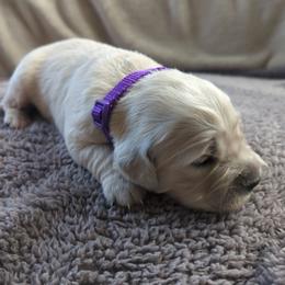 Purple - Light golden female Golden Retriever puppy in Roseburg, Oregon from Unbound Goldens