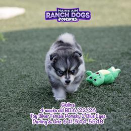 Giulina - Silver and white female Pomsky puppy in Humeston, Iowa from M.A.R. Dogs