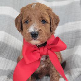 Sunny - Red  male Goldendoodle puppy in Warrior, Alabama from Elite Goldendoodles and Bernedoodles