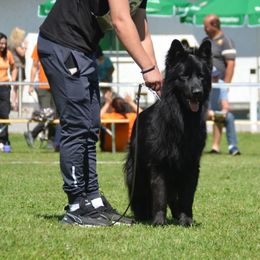 Garry - German Shepherd