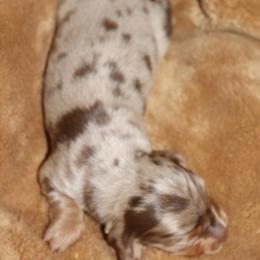 Chocolate and Tan Dapple - Dapple male Dachshund puppy in Pontotoc, Mississippi from Doubletake Doodles & Dachshunds