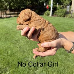 No Collar - Red  female Goldendoodle puppy in Landis, North Carolina from Shelbys Doodle Farm
