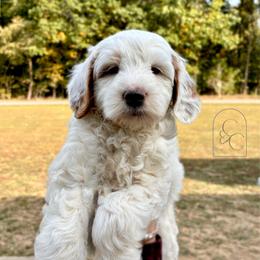 Petite Male - Brady - Cream male Goldendoodle puppy in Madisonville, Kentucky from Carlie and Co. Goldendoodles