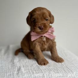 Reef - Caramel female Australian Labradoodle puppy in Belding, Michigan from Rutu Australian Labradoodles