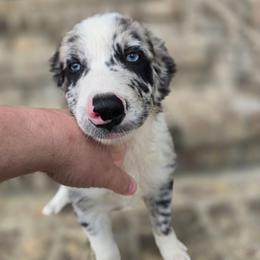 Bilbo - Blue merle male Australian Shepherd puppy in Wrightsville, Georgia from Wild Magnolia Farms Aussies