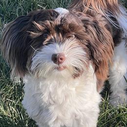 Uno - Havanese