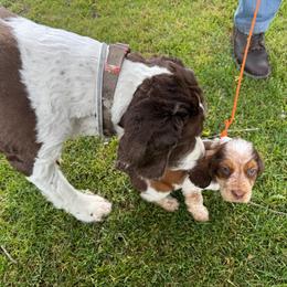 Archie - Liver white and tan male English Springer Spaniel puppy in Coeur D'alene, Idaho from Springer Hollow