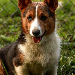 American Corgis, Australian Cattle Dogs, Miniature Australian Shepherds, and Pembroke Welsh Corgis from BarHigh711