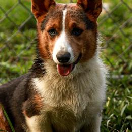 American Corgis, Australian Cattle Dogs, Miniature Australian Shepherds, and Pembroke Welsh Corgis from BarHigh711