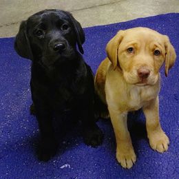 Expected litter Jan 2026 - Yellow female Labrador Retriever puppy in Prince George, Virginia from Kingdom Kenelz Labradors
