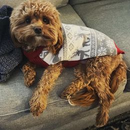 Cavapoo Puppies from Campbell's Cavapoos