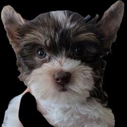 S'mores (Dark chocolate and sable Parti male 4) - Chocolate, tan and white male Yorkshire Terrier puppy in Gatesville, Texas from KontryKritterz Yorkies