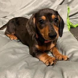 Girl 1 - Dapple female Dachshund puppy in Buckeye, Arizona from AZ Dachshund Proud