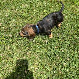 Dachshund Puppies from Pams Puppies