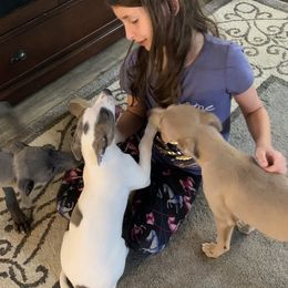 Whippet Puppies from QuiXand Performance Whippets