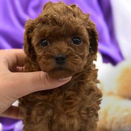 Poodle Puppies from KC Poodles of PA