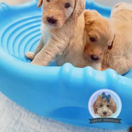 Goldendoodle and Poodle Puppies from Poodlely