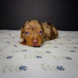 Fireball - Dapple male Dachshund puppy in Lumber City, Georgia from CarolinaDachshunds